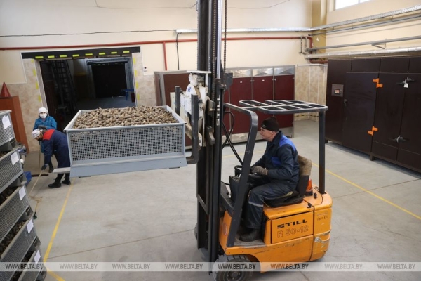 Рассказываем, как выращивают новые леса в Брестской области