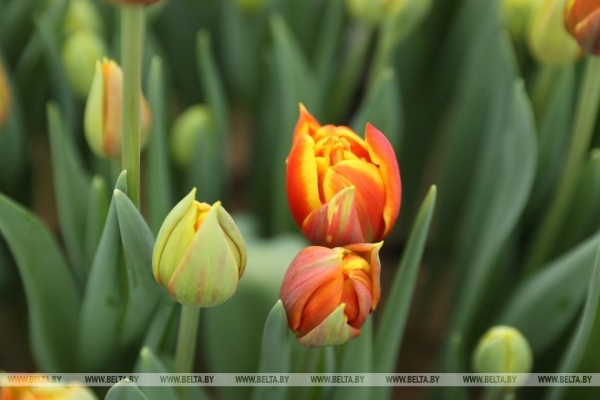 Цветочный рай в Ивацевичах: побывали в теплице с 100 тысячами тюльпанов Цветочный рай в Ивацевичах: побывали в теплице с 100 тысячами тюльпанов