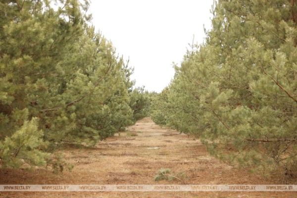 Рассказываем, как выращивают новые леса в Брестской области