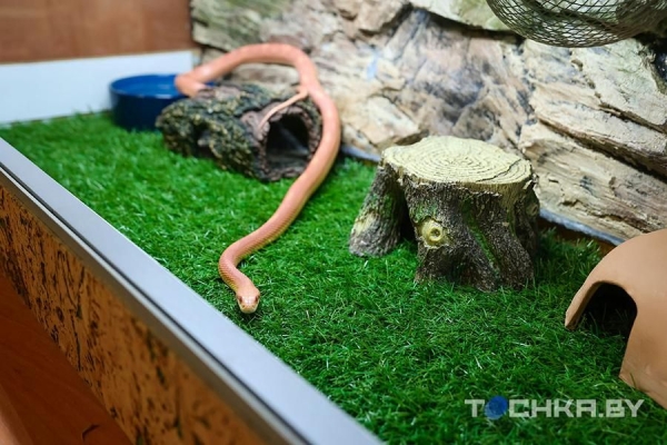 У этой пары из Беларуси живут 29 змей У этой пары из Беларуси живут 29 змей