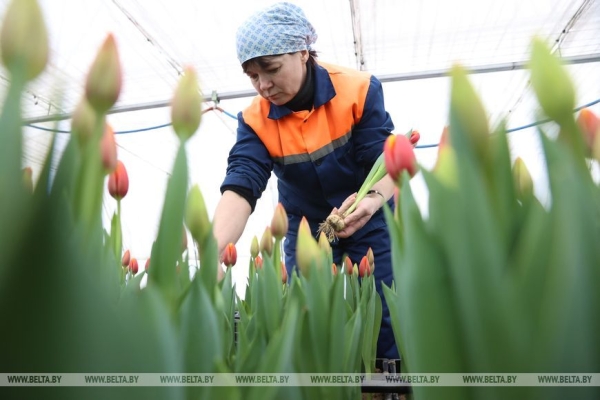 Цветочный рай в Ивацевичах: побывали в теплице с 100 тысячами тюльпанов Цветочный рай в Ивацевичах: побывали в теплице с 100 тысячами тюльпанов