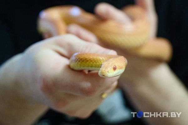 У этой пары из Беларуси живут 29 змей У этой пары из Беларуси живут 29 змей