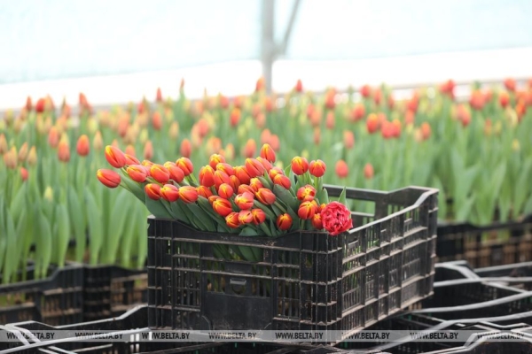 Цветочный рай в Ивацевичах: побывали в теплице с 100 тысячами тюльпанов Цветочный рай в Ивацевичах: побывали в теплице с 100 тысячами тюльпанов