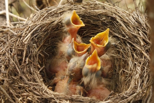 В Беларуси за разорение птичьих гнезд дадут штраф более 1200 рублей