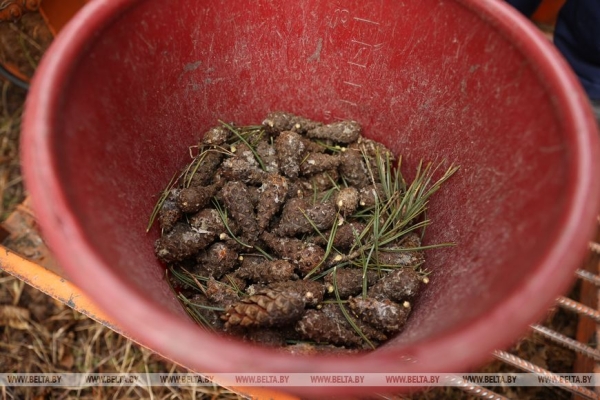 Рассказываем, как выращивают новые леса в Брестской области