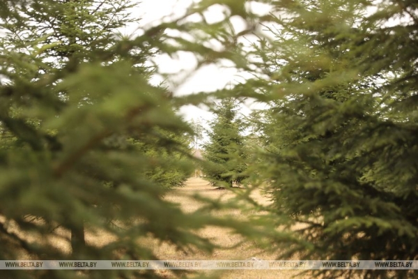 Рассказываем, как выращивают новые леса в Брестской области