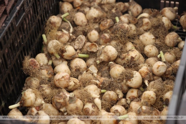 Цветочный рай в Ивацевичах: побывали в теплице с 100 тысячами тюльпанов Цветочный рай в Ивацевичах: побывали в теплице с 100 тысячами тюльпанов