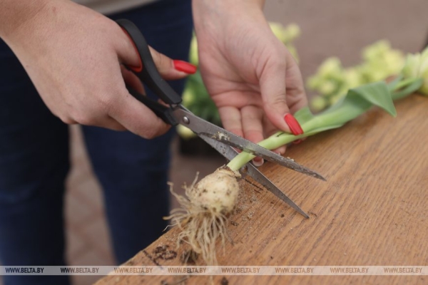 Цветочный рай в Ивацевичах: побывали в теплице с 100 тысячами тюльпанов Цветочный рай в Ивацевичах: побывали в теплице с 100 тысячами тюльпанов