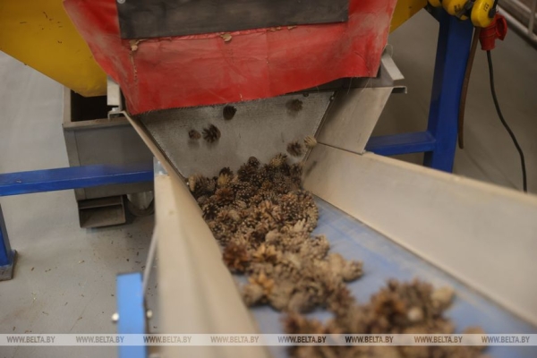 Рассказываем, как выращивают новые леса в Брестской области