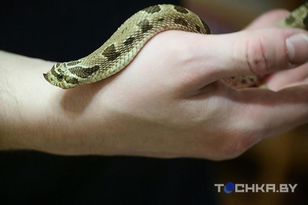 У этой пары из Беларуси живут 29 змей У этой пары из Беларуси живут 29 змей
