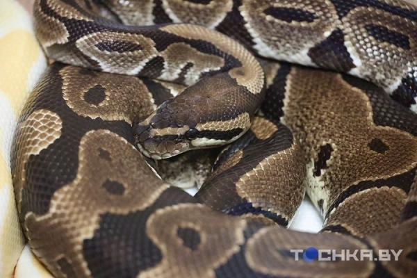 У этой пары из Беларуси живут 29 змей У этой пары из Беларуси живут 29 змей