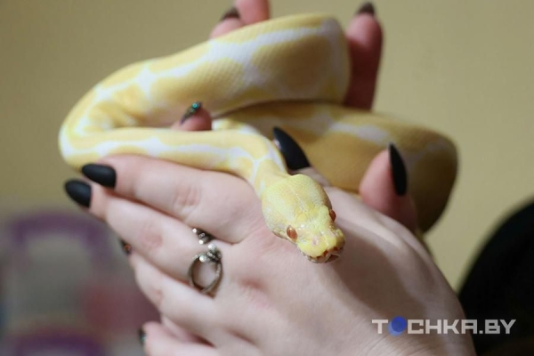 У этой пары из Беларуси живут 29 змей У этой пары из Беларуси живут 29 змей