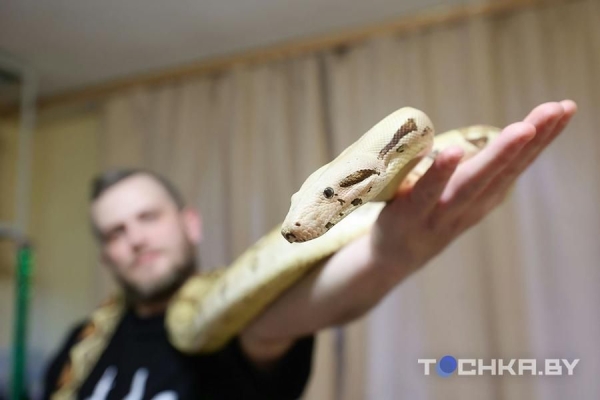 У этой пары из Беларуси живут 29 змей У этой пары из Беларуси живут 29 змей