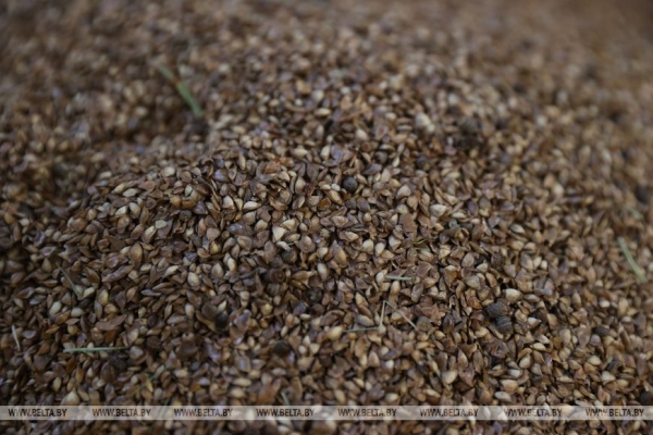 Рассказываем, как выращивают новые леса в Брестской области