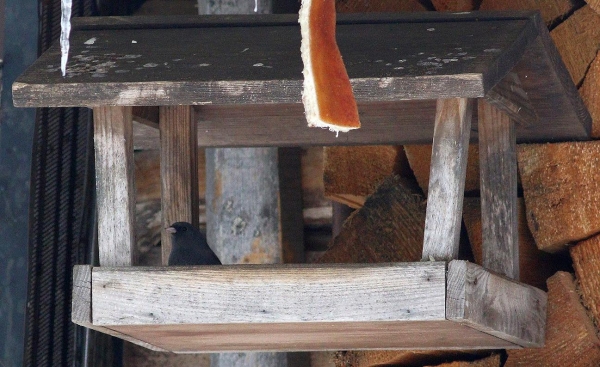 В Беловежской пуще увидели необычную и редкую птицу В Беловежской пуще увидели необычную и редкую птицу