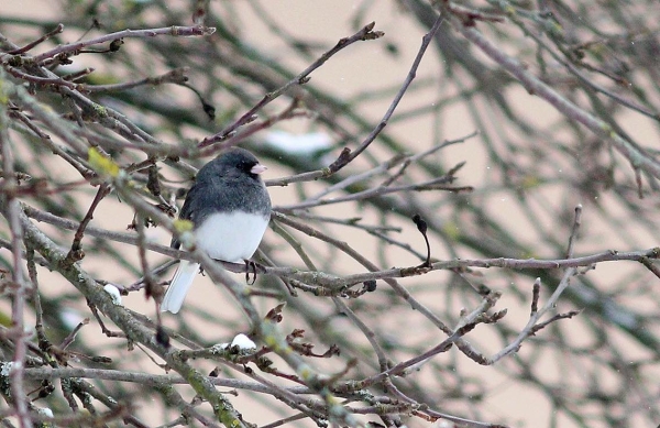 В Беловежской пуще увидели необычную и редкую птицу В Беловежской пуще увидели необычную и редкую птицу