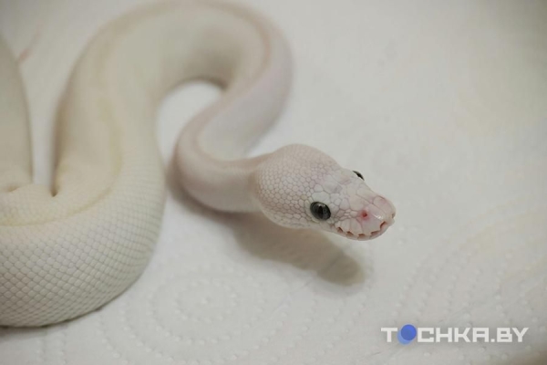 У этой пары из Беларуси живут 29 змей У этой пары из Беларуси живут 29 змей