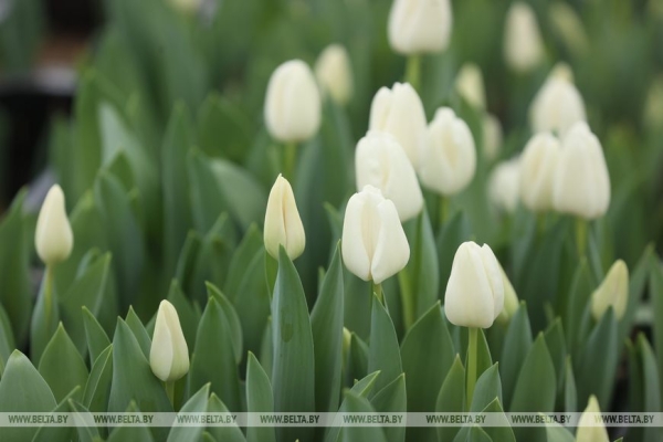 Цветочный рай в Ивацевичах: побывали в теплице с 100 тысячами тюльпанов Цветочный рай в Ивацевичах: побывали в теплице с 100 тысячами тюльпанов