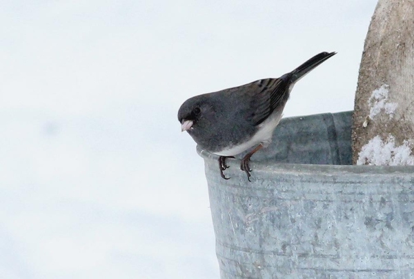 В Беловежской пуще увидели необычную и редкую птицу В Беловежской пуще увидели необычную и редкую птицу