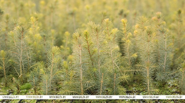 Рассказываем, как выращивают новые леса в Брестской области
