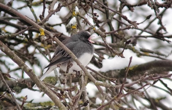 В Беловежской пуще увидели необычную и редкую птицу В Беловежской пуще увидели необычную и редкую птицу