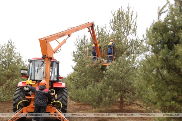 Рассказываем, как выращивают новые леса в Брестской области