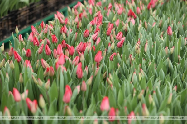 Цветочный рай в Ивацевичах: побывали в теплице с 100 тысячами тюльпанов Цветочный рай в Ивацевичах: побывали в теплице с 100 тысячами тюльпанов