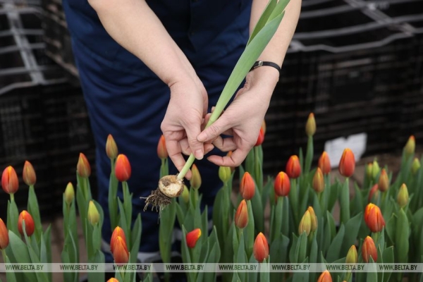 Цветочный рай в Ивацевичах: побывали в теплице с 100 тысячами тюльпанов Цветочный рай в Ивацевичах: побывали в теплице с 100 тысячами тюльпанов