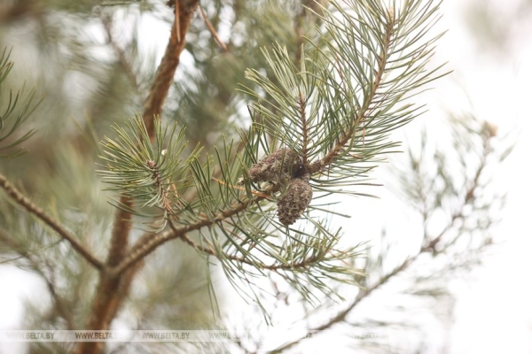Рассказываем, как выращивают новые леса в Брестской области
