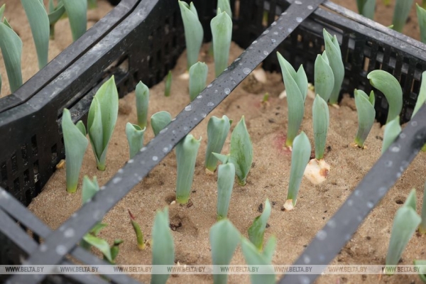 Цветочный рай в Ивацевичах: побывали в теплице с 100 тысячами тюльпанов Цветочный рай в Ивацевичах: побывали в теплице с 100 тысячами тюльпанов