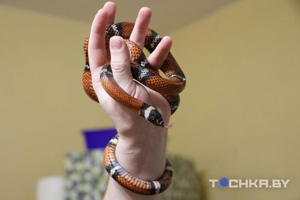 У этой пары из Беларуси живут 29 змей У этой пары из Беларуси живут 29 змей