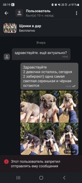 «Делают взрослый голос, врут про маму». Зачем школьникам массово понадобились щенки?