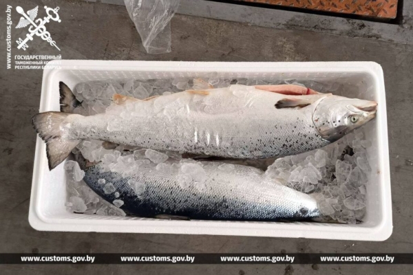 Почти 14 тонн лосося пытались незаконно вывезти из Беларуси Почти 14 тонн лосося пытались незаконно вывезти из Беларуси