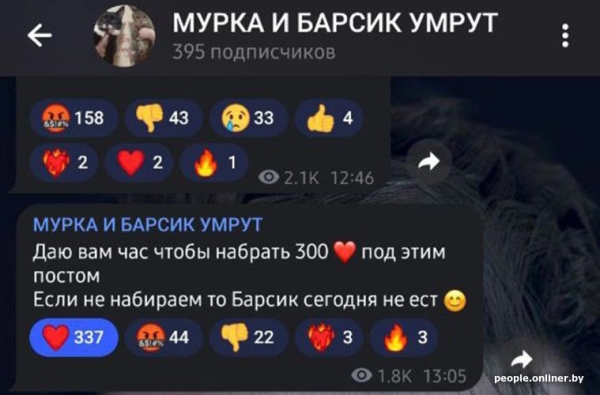 «Делают взрослый голос, врут про маму». Зачем школьникам массово понадобились щенки?