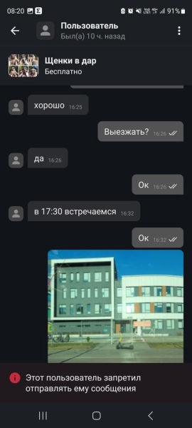 «Делают взрослый голос, врут про маму». Зачем школьникам массово понадобились щенки?