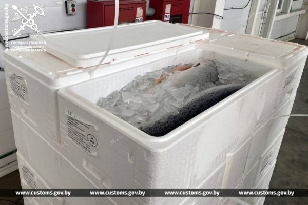 Почти 14 тонн лосося пытались незаконно вывезти из Беларуси Почти 14 тонн лосося пытались незаконно вывезти из Беларуси