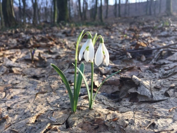 Штраф 21 000 рублей за сорванный цветок. Напоминаем о правилах сбора первоцветов в Беларуси Штраф 21 000 рублей за сорванный цветок. Напоминаем о правилах сбора первоцветов в Беларуси