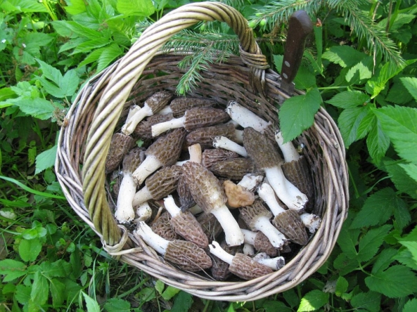 В Беларуси пошли первые грибы: литр стоит больше 200 рублей В Беларуси пошли первые грибы: литр стоит больше 200 рублей