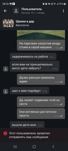 «Делают взрослый голос, врут про маму». Зачем школьникам массово понадобились щенки?