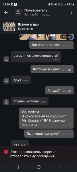 «Делают взрослый голос, врут про маму». Зачем школьникам массово понадобились щенки?