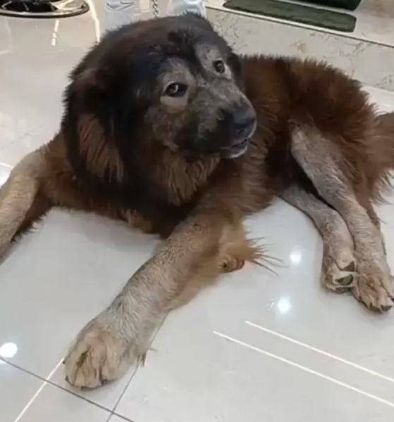 Это самая дорогая собака в мире — ее продали за $5,7 миллиона Это самая дорогая собака в мире — ее продали за $5,7 миллиона