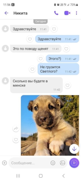 «Делают взрослый голос, врут про маму». Зачем школьникам массово понадобились щенки?