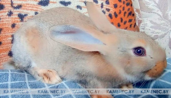 Житель Каменца 28 лет собирает фигурки кроликов из разных уголков мира Житель Каменца 28 лет собирает фигурки кроликов из разных уголков мира