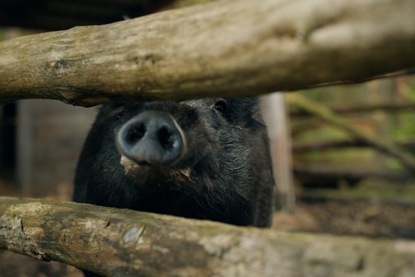 Белорус приручил дикого кабана Белорус приручил дикого кабана