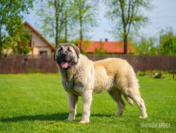 В Беларуси алабай выбежал со двора и устроил бойню В Беларуси алабай выбежал со двора и устроил бойню