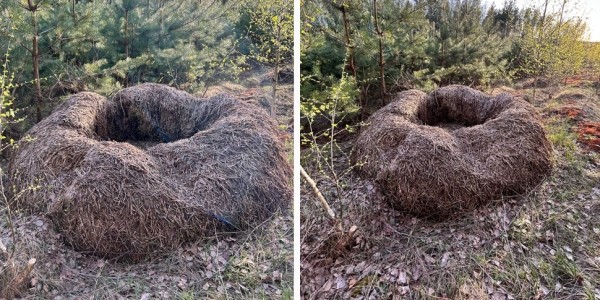 Что за гнездо нашли в лесу в Беларуси? Что за гнездо нашли в лесу в Беларуси?