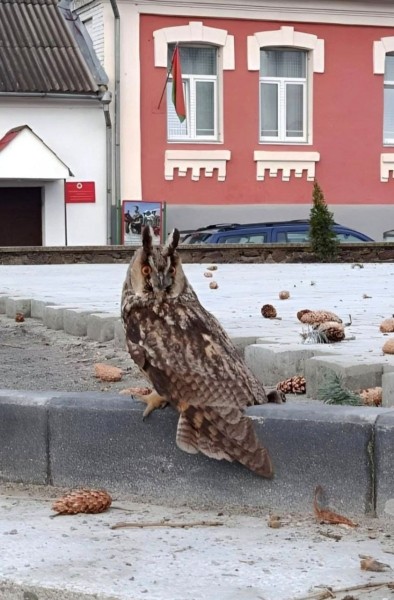 «Бедная сова сидела прямо на бордюре». В центре Пинска вырубили ряд красивейших елей «Бедная сова сидела прямо на бордюре». В центре Пинска вырубили ряд красивейших елей