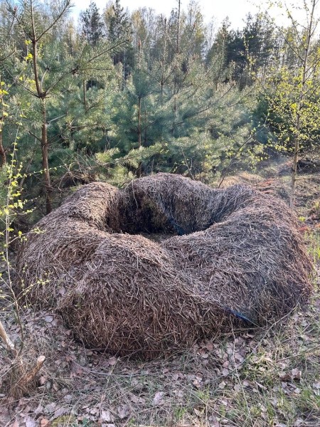 Что за гнездо нашли в лесу в Беларуси? Что за гнездо нашли в лесу в Беларуси?