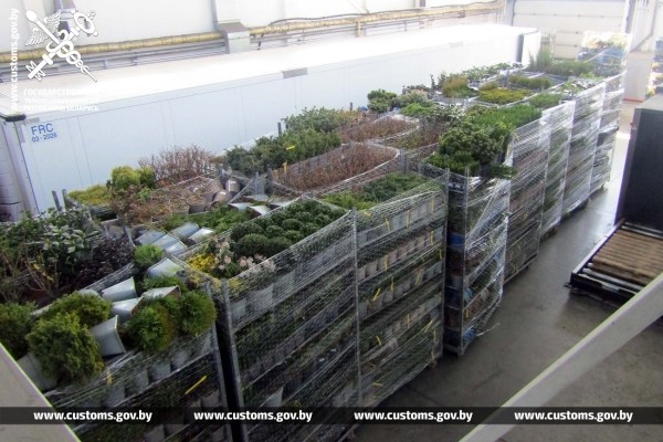 Как перевозчики растений пытались обмануть брестских таможенников Как перевозчики растений пытались обмануть брестских таможенников