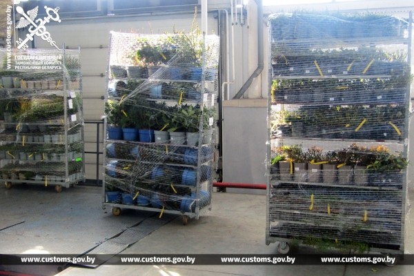 Как перевозчики растений пытались обмануть брестских таможенников Как перевозчики растений пытались обмануть брестских таможенников